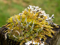 Lichen Clunebeg
