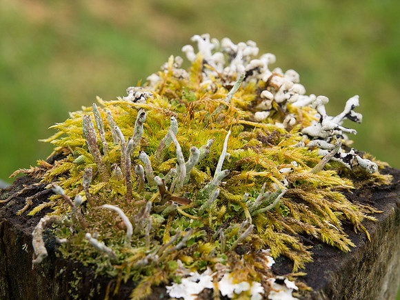 Lichen Clunebeg