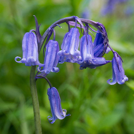 Bluebell Square