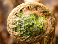 Fern