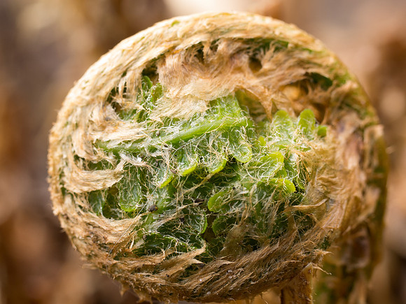 Fern