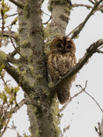 Tawny Owl