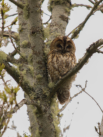 Tawny Owl