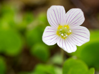 Common wood sorrel (Oxalis acetosella)