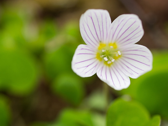 Common wood sorrel (Oxalis acetosella)