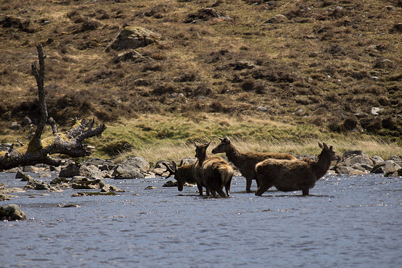 20130525-Glen Strathfarrar-R5255591