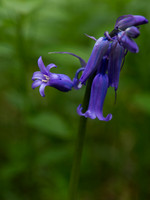 Bluebell