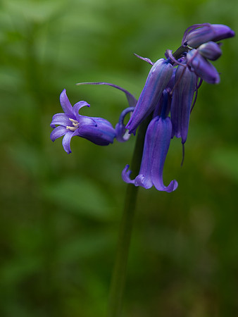 Bluebell