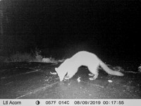 Pine Martin (1) [1908010]