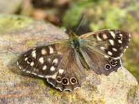 Speckled Wood [1908016]