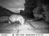 Badger (2) [1908009]