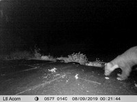 Pine Martin (2) [1908011]