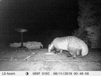 Badger (4) [1908013]