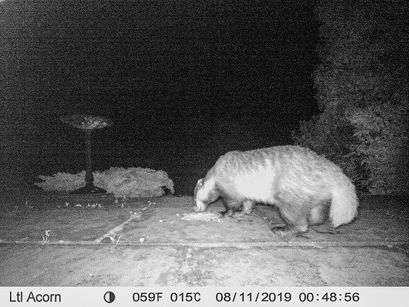 Badger (4) [1908013]