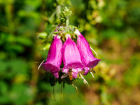 Foxgloves After The Rain [1908015]