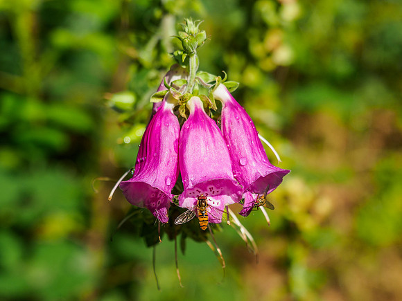 Foxgloves After The Rain [1908015]