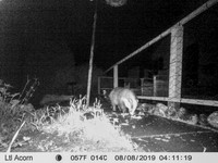 Badger (1) [1908008]
