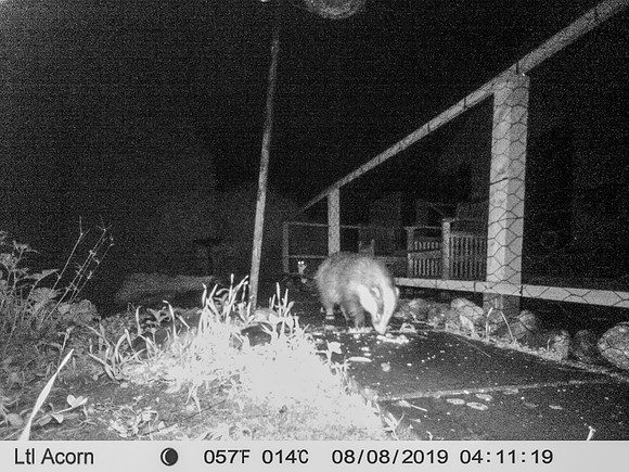 Badger (1) [1908008]