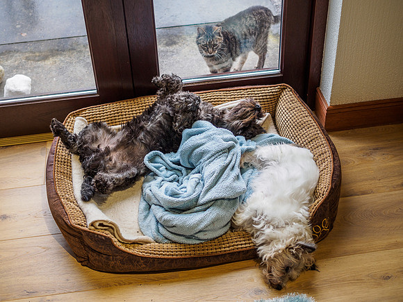 Pets [1908030]