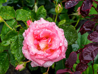 Rose [1908007]