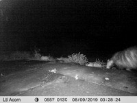 Badger (3) [1908012]