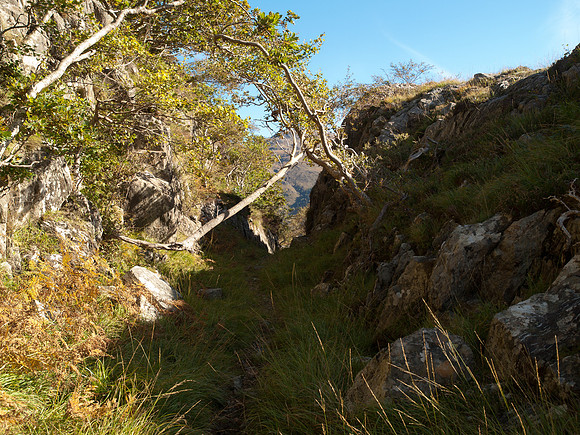 Herring Track