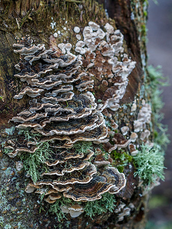 Christmas Day Turkey Tail