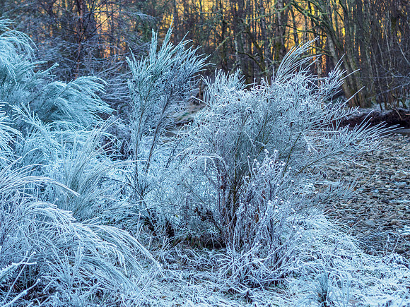 Frosty Foliage