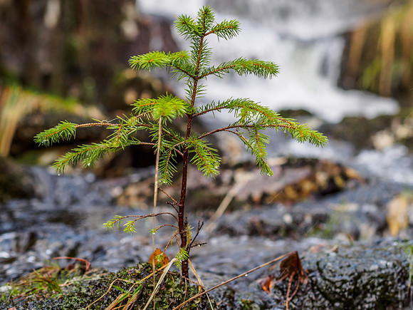 Glen Affric Waterfall 1