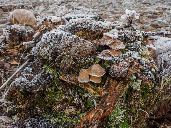 Frozen Mushrooms 1