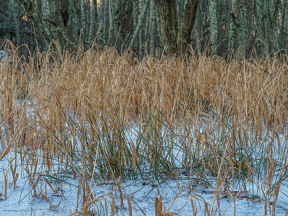 Frosty Reeds