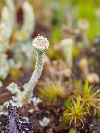 Cladonia pyxidata