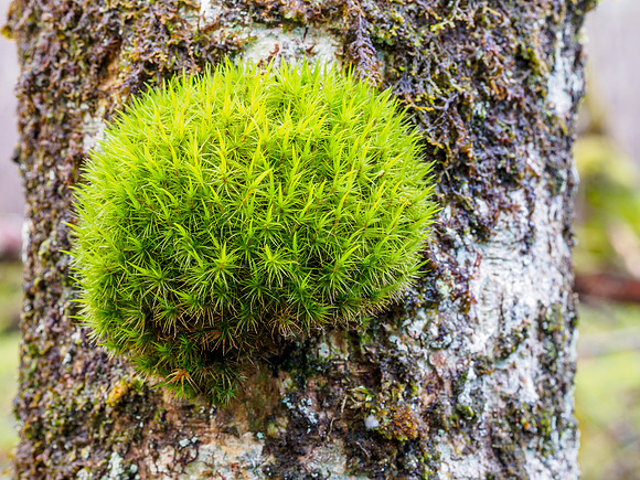 Moss Ball