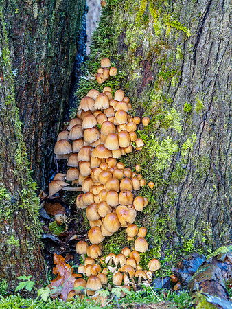 Mushroom Tree