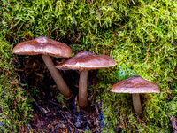 Mushrooms and Moss