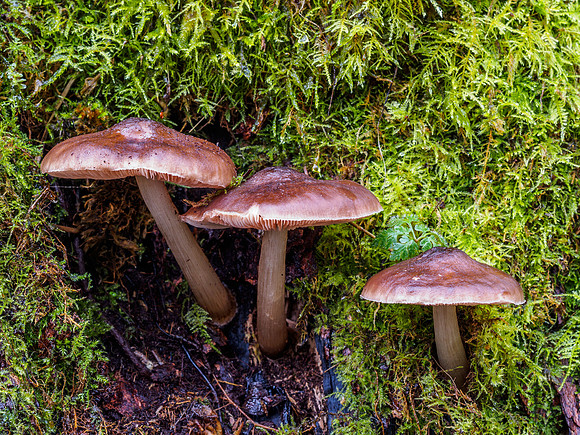 Mushrooms and Moss