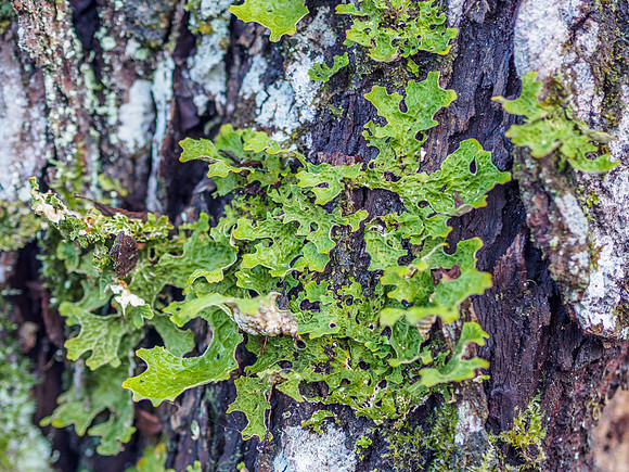 Lobaria pulmonaria