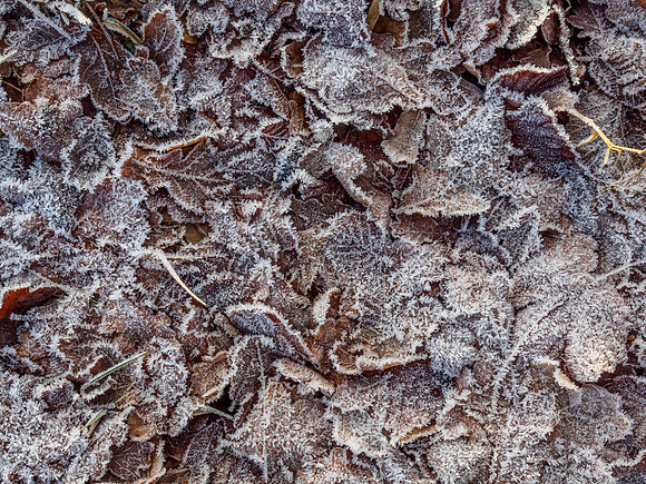 Frozen Leaves