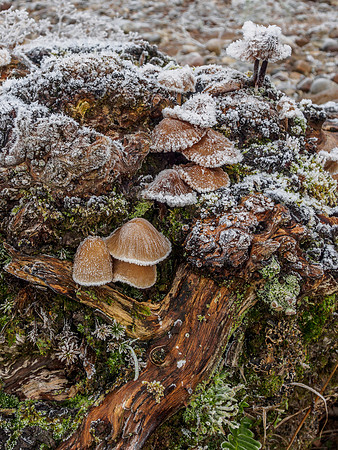Frozen Mushrooms 2