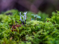 Candlewick Fungi