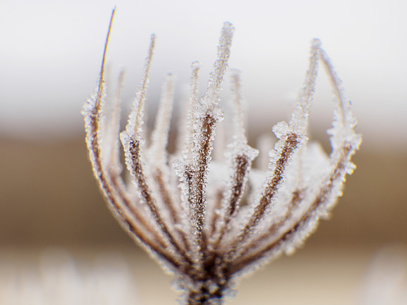 Frost Cup
