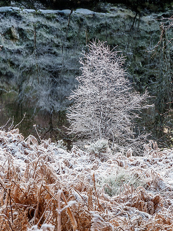 Frosty Glen Affric 1