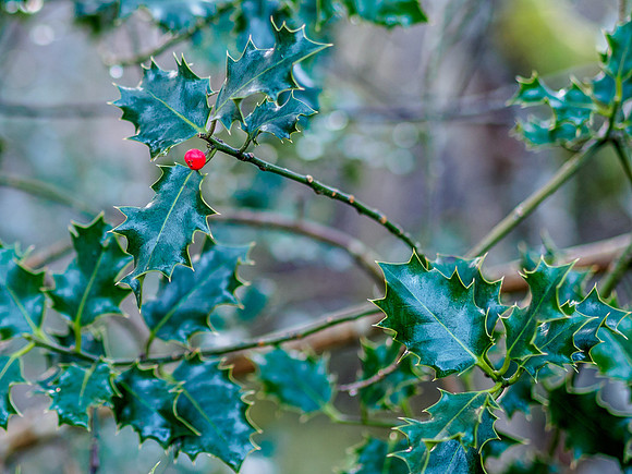One Berry