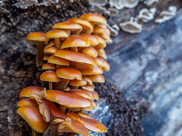 Armillaria or Honey Fungus (I think?)