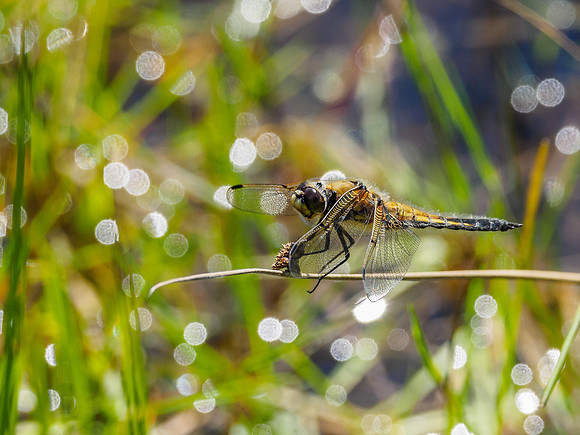 Four-spotted Chaser (Libellula quadrimaculata) (3) [1806090]