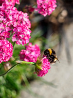 Bumblebee on Almeria Flower [1806003]