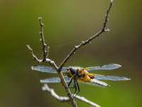Four Spotted Chaser (Libellula quadrimaculata) (1) [1806009]