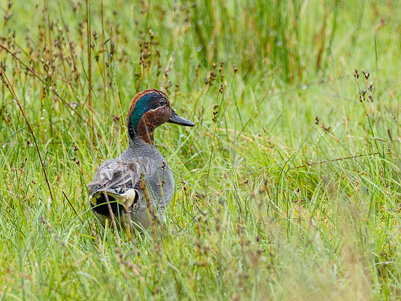 Nice Weather for Ducks! [1806059]