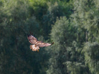 Common Buzzard (Buteo buteo) [1806018]