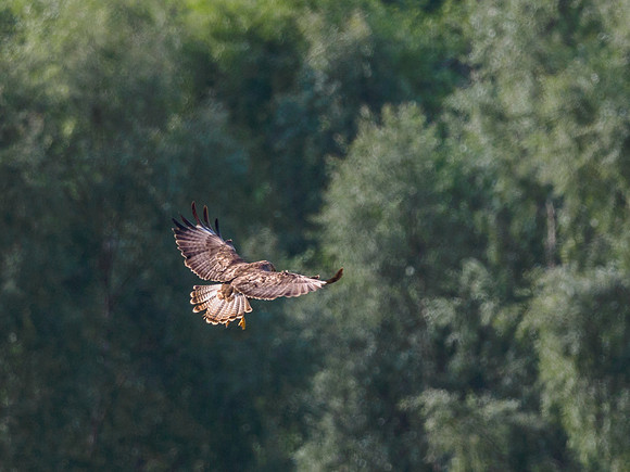 Common Buzzard (Buteo buteo) [1806018]